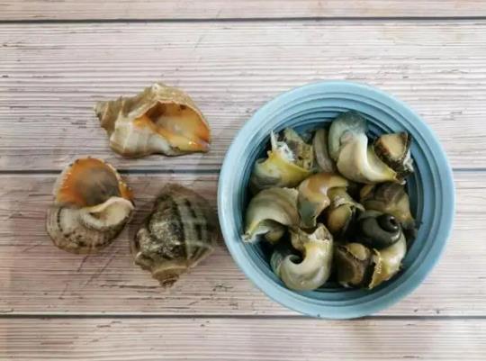 怎么挑新鮮的海螺?海螺里面有紫色的正常嗎