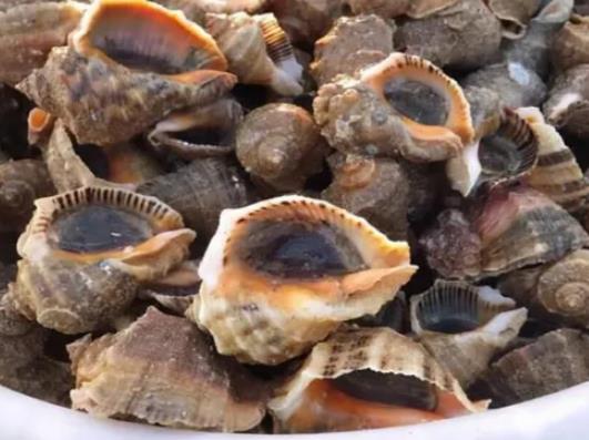 蒸海螺用冷水還是熱水?大海螺死了幾個小時能吃嗎