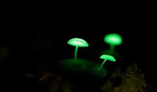 三、生物發光菌.jpg