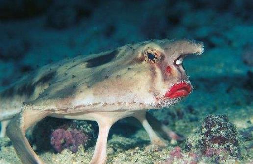 八、蝙蝠魚.jpg