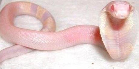 五、白化眼鏡蛇.jpg