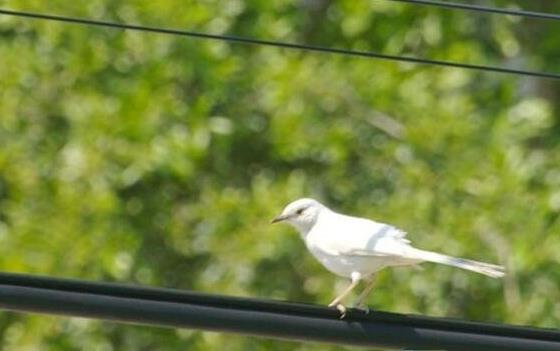 二、白化知更鳥.jpg