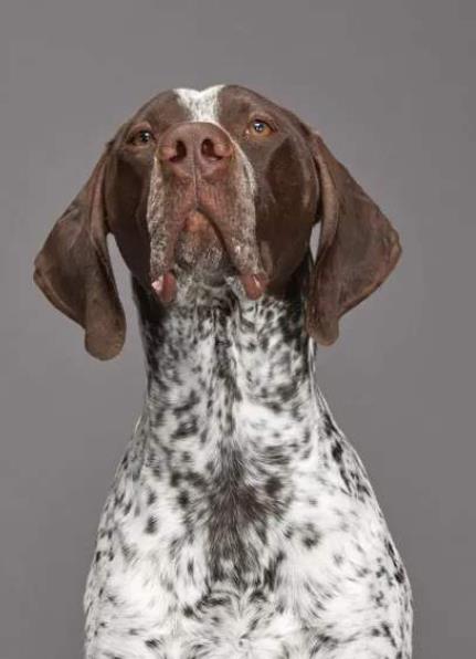 十大適合做警犬的犬種排行,德牧很有好,羅威納十分兇悍