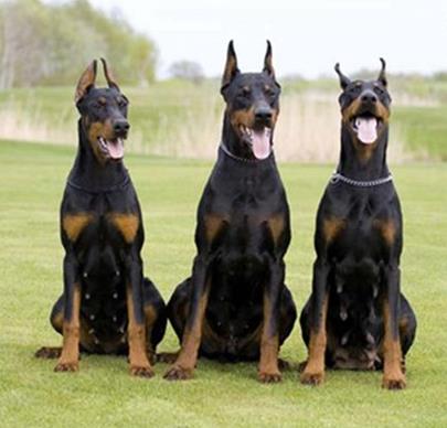 十大適合做警犬的犬種排行,德牧很有好,羅威納十分兇悍