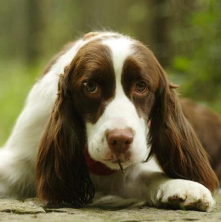 十大適合做警犬的犬種排行,德牧很有好,羅威納十分兇悍