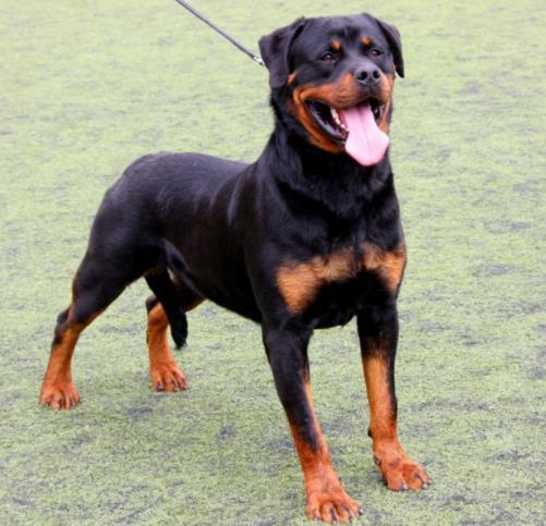 十大忠誠的狗排名,大白熊犬聰明真誠,柯利犬被維多利亞女王大贊