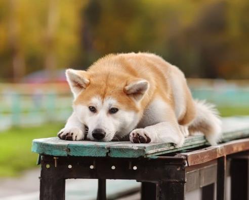 十大忠誠的狗排名,大白熊犬聰明真誠,柯利犬被維多利亞女王大贊