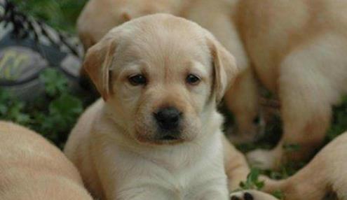 十大忠誠的狗排名,大白熊犬聰明真誠,柯利犬被維多利亞女王大贊