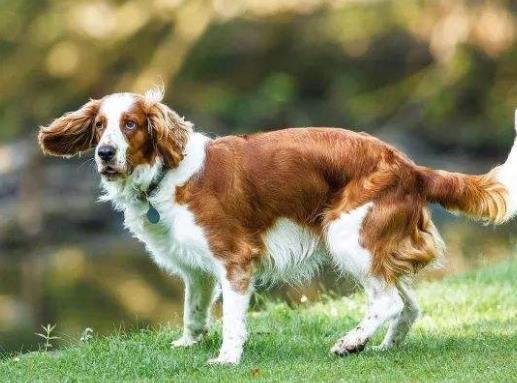 十大忠誠的狗排名,大白熊犬聰明真誠,柯利犬被維多利亞女王大贊