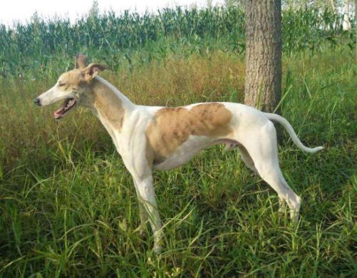 最怕冷的十種狗排名,吉娃娃、中國冠毛犬毛少體型小