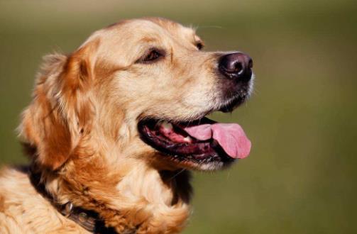 十大忠誠的狗排名,大白熊犬聰明真誠,柯利犬被維多利亞女王大贊