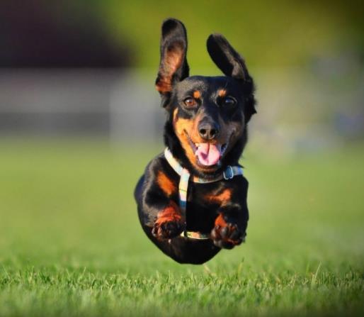 十大忠誠的狗排名,大白熊犬聰明真誠,柯利犬被維多利亞女王大贊