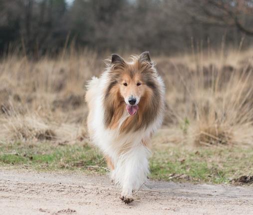 十大忠誠的狗排名,大白熊犬聰明真誠,柯利犬被維多利亞女王大贊