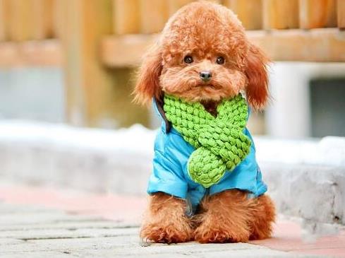 十大高智商狗狗排名,邊境牧羊犬學習能力強,貴賓犬喜歡狩獵