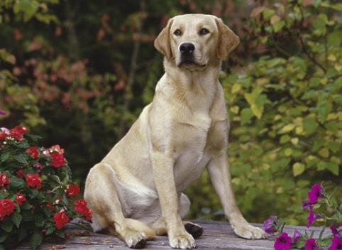 世界上最可愛的犬類排名,斗牛犬具有戰斗力,博美適合當伴侶犬