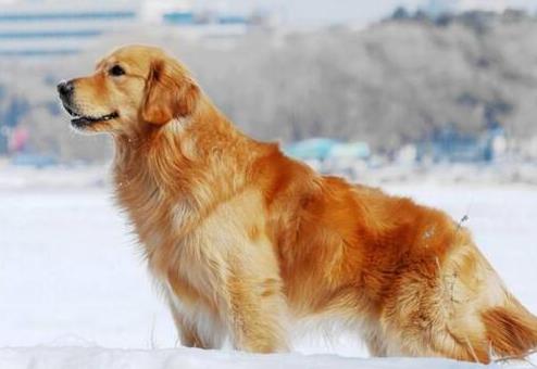 十大高智商狗狗排名,邊境牧羊犬學習能力強,貴賓犬喜歡狩獵