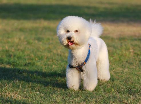 世界上最可愛的犬類排名,斗牛犬具有戰斗力,博美適合當伴侶犬