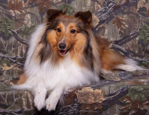 十大高智商狗狗排名,邊境牧羊犬學習能力強,貴賓犬喜歡狩獵