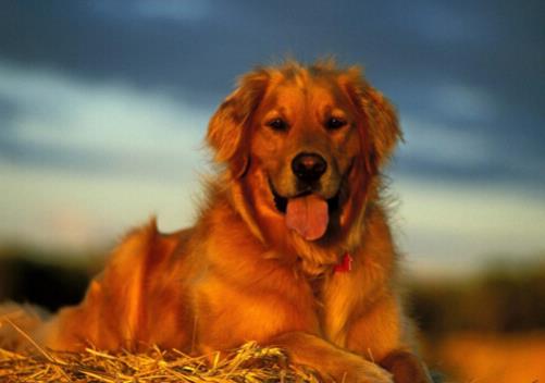 世界上最可愛的犬類排名,斗牛犬具有戰斗力,博美適合當伴侶犬