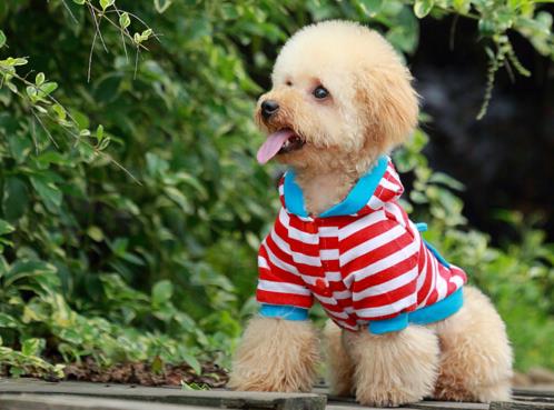 世界上最可愛的犬類排名,斗牛犬具有戰斗力,博美適合當伴侶犬