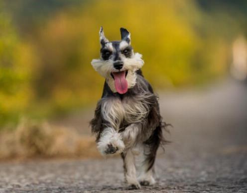 世界上最可愛的犬類排名,斗牛犬具有戰斗力,博美適合當伴侶犬