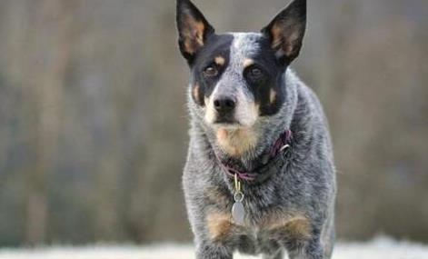 十大高智商狗狗排名,邊境牧羊犬學習能力強,貴賓犬喜歡狩獵