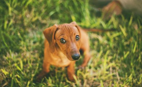 世界上最可愛的犬類排名,斗牛犬具有戰斗力,博美適合當伴侶犬