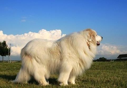 世界最具氣質的十大名犬,薩摩耶高貴文雅,哈士奇人氣超高