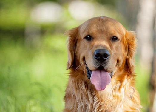適合家養的大型犬排名,金毛犬體型健壯溫順,羅威納犬很有勇氣