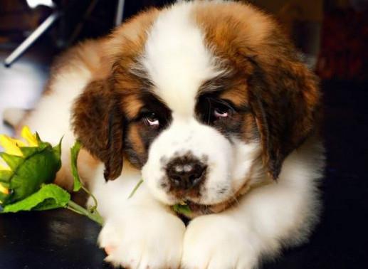 適合家養的大型犬排名,金毛犬體型健壯溫順,羅威納犬很有勇氣