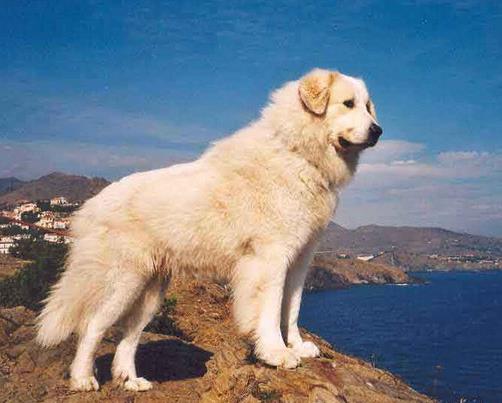 適合家養的大型犬排名,金毛犬體型健壯溫順,羅威納犬很有勇氣
