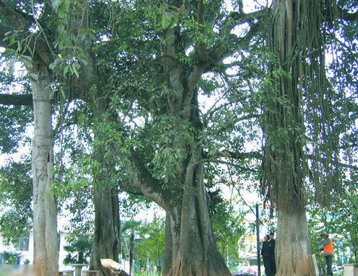 普洱十大景點排行榜,勐梭龍?zhí)毒坝^優(yōu)美,娜允古鎮(zhèn)古建筑保存好