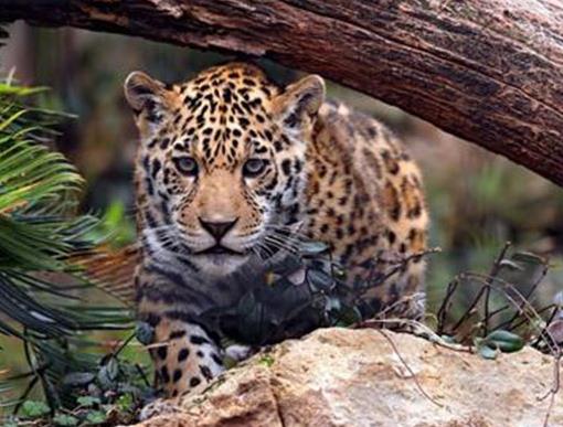 貓科動物速度排名,獵豹最高時速115公里每小時,細腰貓體型小