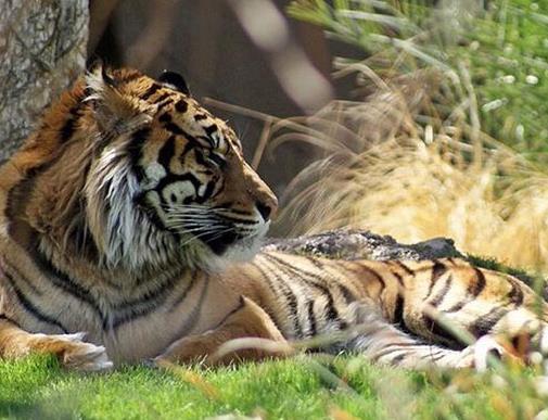 貓科動物速度排名,獵豹最高時速115公里每小時,細腰貓體型小
