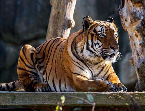 貓科動物速度排名,獵豹最高時速115公里每小時,細腰貓體型小