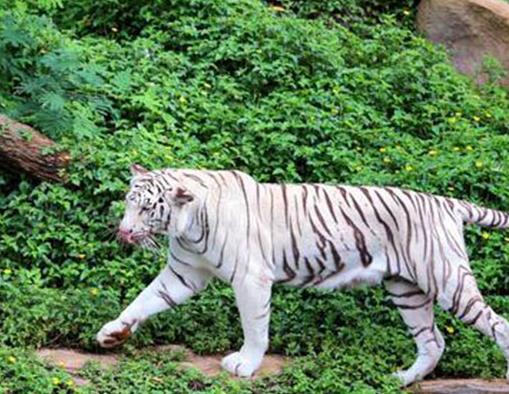 貓科動物速度排名,獵豹最高時速115公里每小時,細腰貓體型小