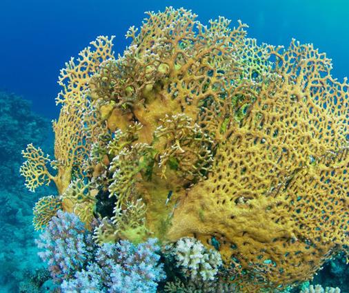 地球十大可怕海洋生物排名,箱形水母很危險,藍紋章魚能殺人