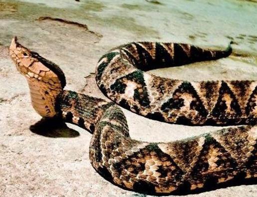 中國十大毒蛇排名,銀環(huán)蛇毒性猛烈,眼鏡王蛇反應(yīng)敏捷