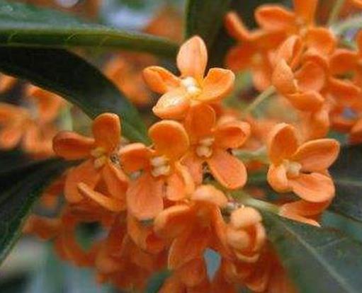 名貴桂花品種排名,金球桂觀賞價值高,柳葉蘇桂耐旱