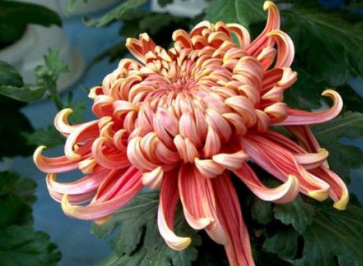 菊花十大常見品種大全,綠牡丹花色碧綠如玉,綠云仙氣十足