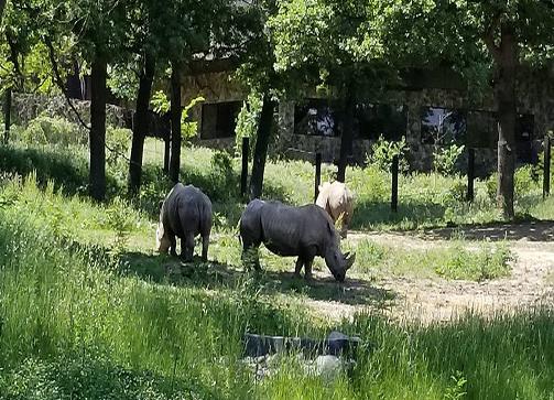 世界十大最佳動(dòng)物園排行,奧馬哈動(dòng)物園、惠靈頓動(dòng)物園很不錯(cuò)