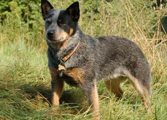 十大壽命最長的狗狗品種,阿拉斯加犬、西施犬高貴優雅