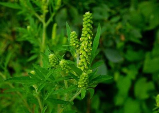 中國(guó)十大外來入侵物種,福壽螺繁殖迅速、紫莖澤蘭是有害生物