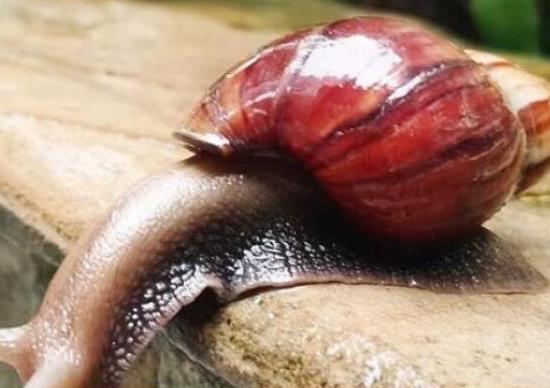 中國(guó)十大外來入侵物種,福壽螺繁殖迅速、紫莖澤蘭是有害生物