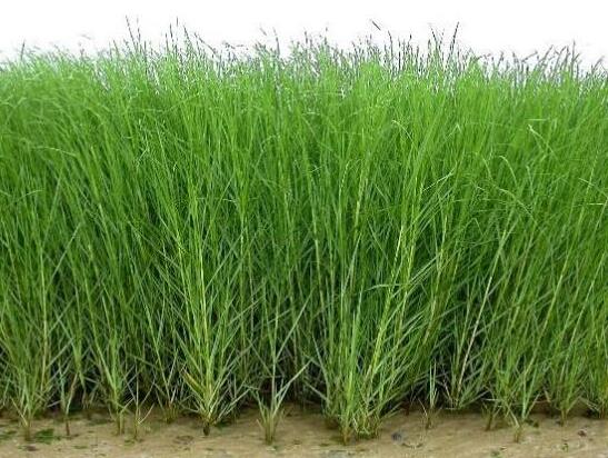 中國(guó)十大外來入侵物種,福壽螺繁殖迅速、紫莖澤蘭是有害生物
