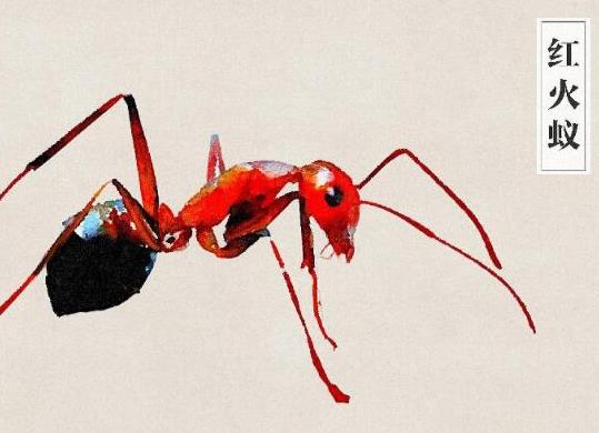 中國(guó)十大外來入侵物種,福壽螺繁殖迅速、紫莖澤蘭是有害生物