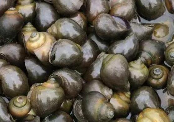 中國(guó)十大外來入侵物種,福壽螺繁殖迅速、紫莖澤蘭是有害生物