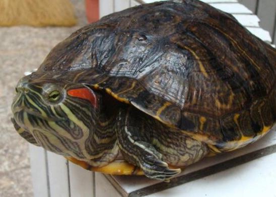 中國(guó)十大外來入侵物種,福壽螺繁殖迅速、紫莖澤蘭是有害生物