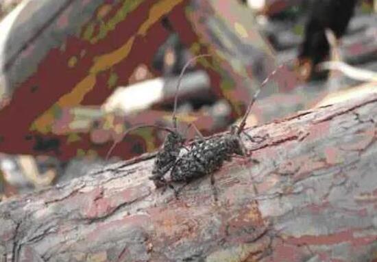 中國(guó)十大外來入侵物種,福壽螺繁殖迅速、紫莖澤蘭是有害生物