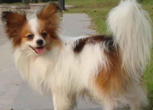 十大適合家養的小型犬,博美犬聰明活潑、馬爾濟斯外表雍容華貴